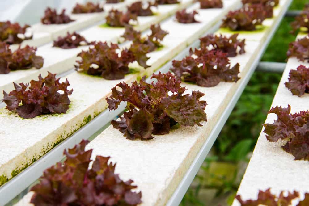 Hydroponic lettuce farms in Japan